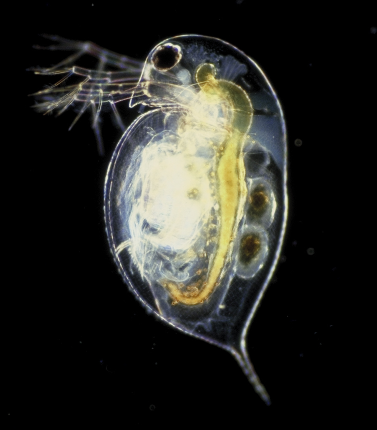 Daphnia are small, planktonic crustaceans, between 0.2 and 5 mm in length.