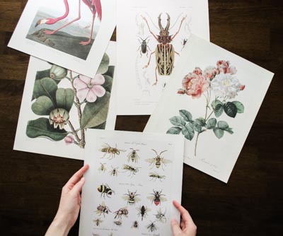 antique plant and insect study prints