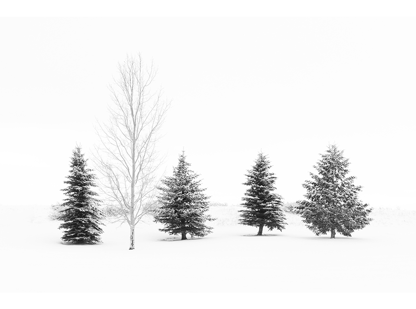 pine trees in snow